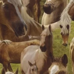 ورق حائط الماني شبابي واطفال مقاس 10 م× 0.53 م، متعدد الالوان، موديل 293104  