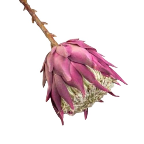 Artificial Mania Flower Purple Color Length 50 cm | Mania