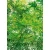 Wall mural for decoration forests design, Size 183 cm × 254 cm, green color