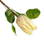 Charlotte decorative Artificial Flower, White Color, 65 cm Length