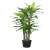 نبات دارسينا ماسنجانا صناعي بأبعاد 150 سم، لون أخضر 