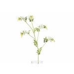 ورد زينة ويستيريا، لون ابيض 