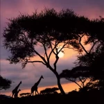 Wall mural for decoration forests design, 300 cm x 280 cm, red color