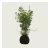 Artificial Decorative Plant, 50 cm Height, width 20 cm, green color