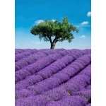 Decorative wall mural tropical design, Size 183 cm × 254 cm, purple color