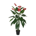 نبتة اجلو نيما للديكور، أخضر 