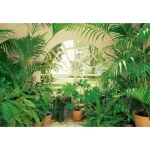 Mural image tropical design, size 366cm × 254 cm, green color