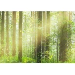 Decorative wall mural tropical design, Size 366 cm × 254 cm, green color