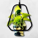 علاقي مع حوض زرع زجاجي، ارتفاع 33 سم، عرض 30 سم