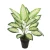 شجره صناعية دفنباخيا ورق مبرقش، ارتفاع 120 سم، لون أخضر مع ابيض 