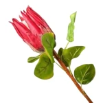 نبتة صناعية بروتيا، لون احمر 