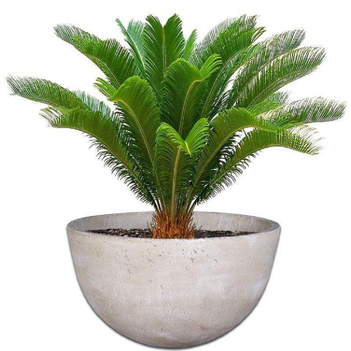 احواض اسمنتية