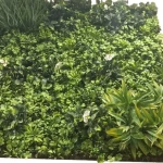 نبات زينة جداري، عرض 1م، ارتفاع 1م، لون أخضر 