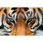 Mural image youth design, Size 175 cm × 115 cm, brown color