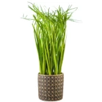 زرعة صناعية بولان، لون اخضر، ارتفاع 33 سم، قطر 7 سم 