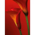 Decorative wall mural floral design, size 183×254 cm, red color