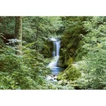 Wall mural for decoration forests design, Size 366cm × 254 cm, green color
