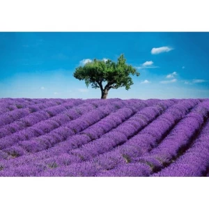 Mural Image Tropical Design 366cm × 254 cm Purple | Balbaid Decor Company