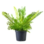 نبات صناعي تيما - أسود و أخضر، مقاس 16×10 سم