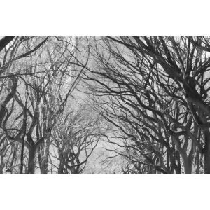 Wall Mural Forests Design 175 cm × 115 cm Gray | Balbaid Decor Company