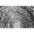 Wall mural for decoration forests design, Size 175 cm × 115 cm, gray color
