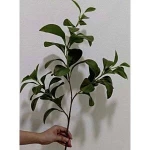  زهر صناعي غصن ماجنوليا، لون اخضر، مقاس 70 سم