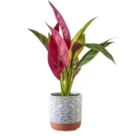 Artificial Ludmila Plant, Multi Colors, Size 40x12 cm