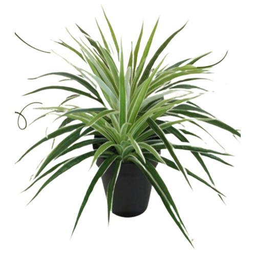 Artificial Chlorophytum Shrub 30 cm Green Color | Luxury line