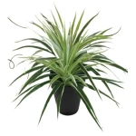 شجيرة كلورو فيتوم صناعية للديكور، مقاس 30 سم، خضراء