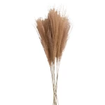 لافندر نبات زينة، لون بني، طول 70 سم