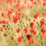 Decorative wall mural floral design, Size 300 cm x 280 cm, light green color