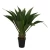عشبة صبار اجاف صناعية، مقاس 80 سم، لون أخضر 