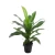  نبتة صناعية دراسينا للديكور، أخضر، طول 65 سم