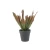 Artificial Dracaena Reddish Green Plant , Dimensions 25×35 cm