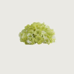 Hydrangea Flowers 25x25 cm Apple Green Color | 