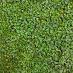 2D Wall Decorative Grass, Size 50x50 cm, Green Color