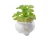 نبات زينة زورا للمنزل، ارتفاع 16 سم، قطر 10 سم، لون أخضر