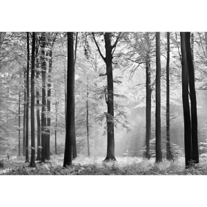 Decorative Wall Mural Tropical Design 366cm × 254cm Gray | Balbaid Decor Company