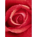 Decorative wall mural floral design, Size 183 cm × 254 cm, red color