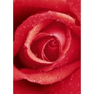 Decorative Wall Mural Floral Design 183 cm × 254 cm, Red | Balbaid Decor Company