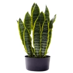 شجرة جلد النمر صناعية، طول 80 سم، لون أخضر