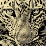 Italian wallpaper, beige color, patterned design, size 10 m x 0.70 m, model 13066