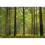 Wall mural for decoration forests design, Size 366cm × 254 cm, green color