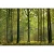 لوحة جدارية للديكور تصميم غابات، المقاس 366سم ×254 سم، لون أخضر