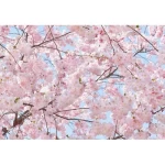 Wall mural for decor floral design, size 366cm × 254 cm, pink color