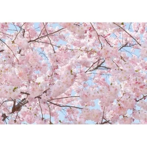 Wall Mural Floral Design 366cm × 254cm Pink | Balbaid Decor Company