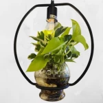 علاقي مع حوض زرع زجاجي للزرع المائي، ارتفاع 33 سم، عرض 30 سم