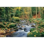Wall mural for decoration forests design, Size 366cm × 254 cm, green color