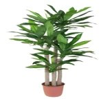 عشبة دراسينا ماسنجانا صناعية، مقاس 180 سم، لون أخضر 