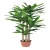 عشبة دراسينا ماسنجانا صناعية، مقاس 180 سم، لون أخضر 
